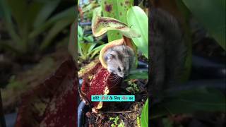 Pitcher Plant Eating Insect 🤯 facts shortvideo [upl. by Rao665]