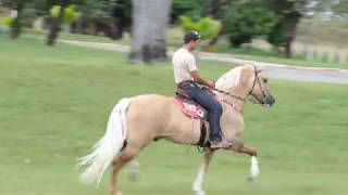 Marchador Horses  Brazil [upl. by Adnil]