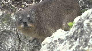 Cute Rock rabbits Dassie [upl. by Rausch867]