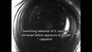 Evidence for Novel Pharmacological Sensitivities of Transient Receptor Potential TRP Channels [upl. by Nosnibor]