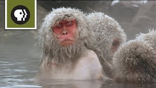 Snow Monkeys Soak in Hotsprings [upl. by Hsenid]