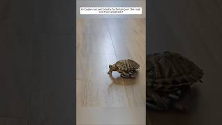 A couple rescued a baby turtle lying on the road and then adopted it animalshorts turtle [upl. by Neeron]