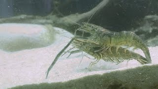 Long Armed Shrimp Breeding [upl. by Rosanne]