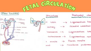 Fetal Circulation [upl. by Octavius]