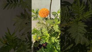 छोटा सा काम और ढेरों गेंदे का फूल😮🌱🏵️marigold plantcare plants tips shorts yt viralshort [upl. by Nairot]