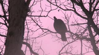 HEN TURKEY with AMAZING SPURS  YELPS  FLY DOWN CACKLE  gobbling audio [upl. by Jauch]