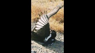 The sparrowhawks supreme flying abilitiesSparrowhawk flyingSparrowhawk videosparrowhawk [upl. by Tabbatha]