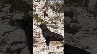 Wild Seals at Kaikoura New Zealand [upl. by Lorenzo]