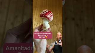 Amanita muscaria education Sub here [upl. by Atiuqrehs794]