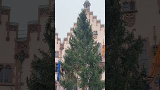 Weihnachtsbaum “Florian” in Frankfurt angekommen [upl. by Adlar672]