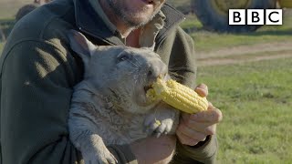 Feeding a farting wombat  BBC [upl. by Thayer]