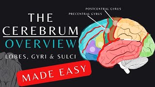 Cerebral Cortex and Function Anatomy and Physiology of the Cerebrum Overview [upl. by Fisuoy]