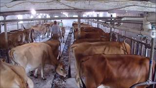 The Milking Process at our Farm [upl. by Shelby]