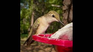 Broadtailed Hummingbird feeding closeup and hidef [upl. by Nyrok824]