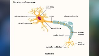 Neurons and Synapses [upl. by Abernon]