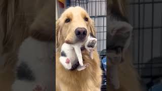 Animales graciosos video cuteanimals shortvideo animalesdivertidos [upl. by Ackley]