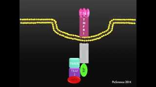 PicScience TNFR1 Death Receptor [upl. by Charisse308]