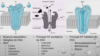 Receptores ionotrópicos exemplos de receptores colinérgicos glutamatérgicos e gabaérgicos [upl. by Elka848]