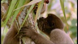 Drinking monkeys amp bathing birds  Wild South America  BBC [upl. by Shatzer]