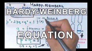 HardyWeinberg Equation  Detailed [upl. by Franzoni]