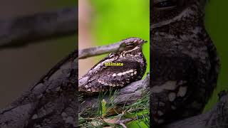 Why Is The Great Eared Nightjar The COOLEST Animal Ever [upl. by Aurlie]