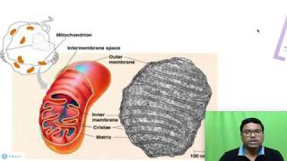 Eukaryotic Cell Mitochondria [upl. by Otxilac963]