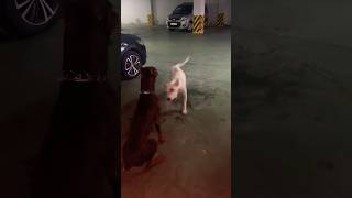 Doberman vs Dogo ❤️ gaming shorts trending doberman dogoargentino funny reels [upl. by Wagshul785]