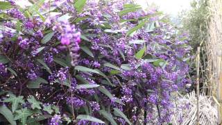 GLYCINE AUSTRALIENNE SALSEPAREILLE AUSTRALIENNE HARDENBERGIE VIOLACÉE Hardenbergia violacea [upl. by Nrublim]