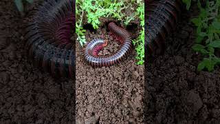 The millipede hide in the hole😨😱 arthropods millipede scary shorts [upl. by Carolyn]