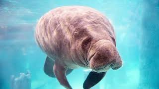 Facts About Manatees [upl. by Morez988]