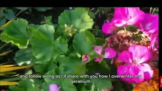 Storing Geraniums for Winter How to Overwinter Geraniums [upl. by Gradeigh]