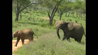 Au parc Tarangire safari en Tanzanie rencontre avec un éléphant vigilant [upl. by Uokes]