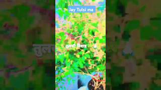 Hara bhara rahe Mera gher angan🙏🙏🙏youtubeshorts tyt sortvideo bhaktisong reelsvideo viralvideo [upl. by Derr306]