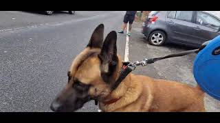 A big dog walk about  We meet a puppy and surprise little dog attack dog subscribe [upl. by Briscoe]