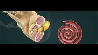 Ear Anatomy  inside the ear 3d animated medical video 👂👂 video [upl. by Ennayehc]