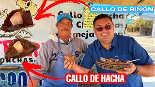 Diferencia entre callo de riñon y callo de hacha explicado por un Marisquero en Bahia de Kino [upl. by Prasad]