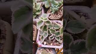 Plectranthus hadiensis var tomentosus Variegata  SUCCULENTZONECOM [upl. by Crystie]