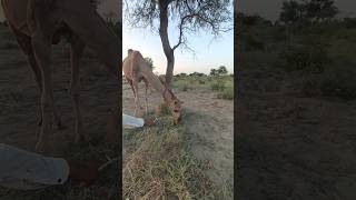 Camels in a field in the desert village of Tharparkar [upl. by Flatto849]