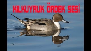 KILKUYRUK ÖRDEK SESİNORTHERN PİNTAİL [upl. by Collette281]