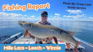 Minnesota Fishing Report  Mille Lacs Lake Leech Lake and Lake Winnie 062024 [upl. by Marceau996]