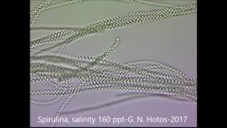 SpirulinaCyanobacteriaHypersalinityDr G Hotos Lab Greece κυανοβακτήρια [upl. by Sila712]