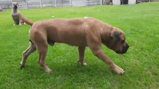 Real Boerboels  Real Spike 20 months [upl. by Farland]