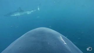 Camera Attached to Sharks Fin  Lair of the Mega Shark [upl. by Dettmer582]