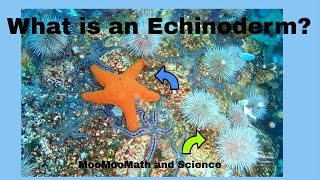 Echinoderm Facts [upl. by Yniatirb]