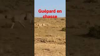 Guépard en chasse dans le parc du Serengeti safari cheetah felinos wildlife nature animals [upl. by Bonns]