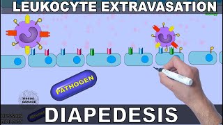 Leukocyte Extravasation  Diapedesis [upl. by Akaenahs395]