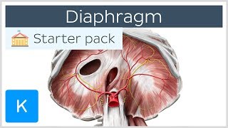 Diaphragm  Definition Function Muscle amp Anatomy  Kenhub [upl. by Ellenid]