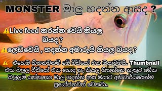 ඇරවානා සහ මොන්ස්ටර් මාලුන්ව කෑම වලට හුරු කරගනිමු How to train Arowana and Monster fish to fish food [upl. by Amieva388]