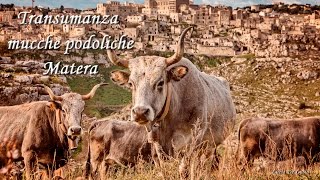 Transumanza mucche podoliche Matera [upl. by Bailar]