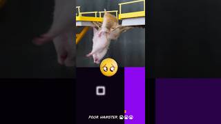 Saddest Story of Hamster in the Squid Game 😭😭💔  Hamsterious  Bouncing Square squidgame [upl. by Mccomb17]